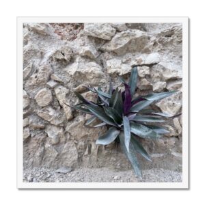 20x20” framed photo capturing a small deep purple and green succulent growing out of a dry stone wall.