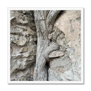 The juxtaposition of growth and decay depicted by the togetherness of a tree root growing through the corner of a decaying rock wall.