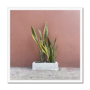 Framed artistic photograph of a snake plant growing out of a cinder block on a sidewalk in Mexico.