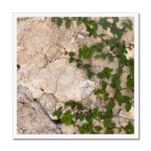 A white 20x20” frame showcases a beige stone wall with vibrant green vines climbing across it.